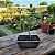 Bonsai Acerola - Imagem 3