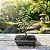 Bonsai Acerola - Imagem 4