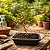 Bonsai Acerola - Imagem 1