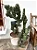 Cacto Cereus monstrosus cristata - Imagem 2