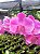 Phalaenopsis Sogo Vivien - Imagem 1
