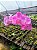Phalaenopsis Sogo Vivien - Imagem 3