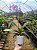 Phalaenopsis Sogo Vivien - Imagem 4