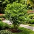 Leia Verde - Leea guineensis - Arbusto Ornamental - Imagem 2