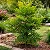 Leia Verde - Leea guineensis - Arbusto Ornamental - Imagem 3