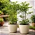 Leia Verde - Leea guineensis - Arbusto Ornamental - Imagem 1