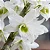 Orquídea Dendrobium Nobile Branco com Miolo Verde no Toco - Imagem 4