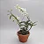 Orquídea Dendrobium Nobile Branco com Miolo Verde no Toco - Imagem 2