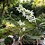 Orquídea Dendrobium Nobile Branco com Miolo Verde no Toco - Imagem 1
