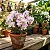 Orquídea Dendrobium Nobile Rosa com Miolo Branco no Toco - Imagem 3