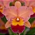 Cattleya BLC Salmon Tak - Imagem 2