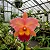 Cattleya BLC Salmon Tak - Imagem 1