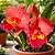 Cattleya BLC Salmon Tak - Imagem 4