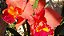 Cattleya BLC Salmon Tak - Imagem 2