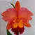 Cattleya BLC Salmon Tak - Imagem 1