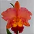 Cattleya BLC Salmon Tak - Imagem 3