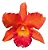 Cattleya Potinara Helga Margaret Gray - Imagem 3