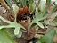 Platycerium regina (Muda Pequena) - Imagem 1