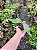 Platycerium regina (Muda Pequena) - Imagem 4