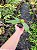Platycerium regina (Muda Pequena) - Imagem 3