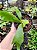 Platycerium regina (Muda Pequena) - Imagem 1