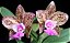 Cattleya Pedra da Gávea - Imagem 2
