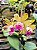 Cattleya Oriental Elf Jungle - Imagem 1