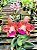 Cattleya Pao de Acucar x LC African Queen - Imagem 1
