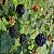 Amora do Ébano - Rubus Fruticosus - Imagem 2