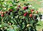 Amora do Ébano - Rubus Fruticosus - Imagem 2