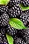 Amora do Ébano - Rubus Fruticosus - Imagem 4