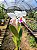 Cattleya labiata Semi Alba - Imagem 1