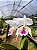 Cattleya labiata Semi Alba - Imagem 2