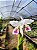 Cattleya labiata Semi Alba - Imagem 3