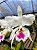 Cattleya labiata Semi Alba - Imagem 6