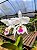 Cattleya labiata Semi Alba - Imagem 7