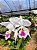 Cattleya labiata Semi Alba - Imagem 8