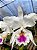 Cattleya labiata Semi Alba - Imagem 9
