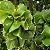 Acalifa Verde - Acalypha wilkesiana - Imagem 4