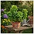 Acalifa Verde - Acalypha wilkesiana - Imagem 3