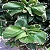 Acalifa Verde - Acalypha wilkesiana - Imagem 7