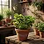 Acalifa Verde - Acalypha wilkesiana - Imagem 6