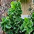 Acalifa Verde - Acalypha wilkesiana - Imagem 2