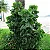 Acalifa Verde - Acalypha wilkesiana - Imagem 5