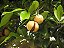 Noz-moscada - Myristica fragrans - Imagem 4