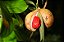 Noz-moscada - Myristica fragrans - Imagem 3