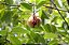 Noz-moscada - Myristica fragrans - Imagem 1