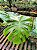 Monstera Thai Constellation - Imagem 3