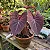 Bulbo de Caládio Grape Beauty (caladium) - Imagem 1