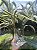 Bolinhas de Gel Multicor Seven Color Crystal Ball - Imagem 5